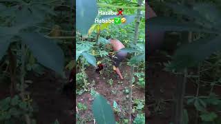 Download lagu Bedog ayam🤣 mp3 Download lagu Bedog ayam🤣 mp3