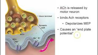 Excitation contraction coupling