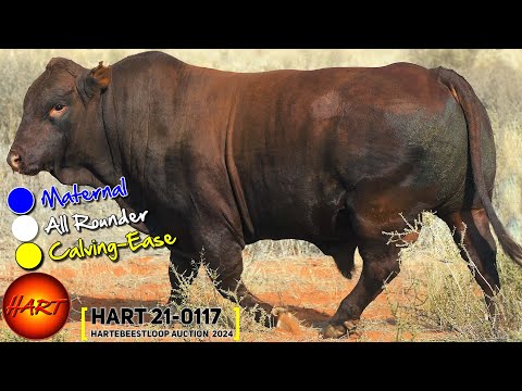 LOT 16 : HART 21-0117, Bonsmara Hartebeestloop Auction