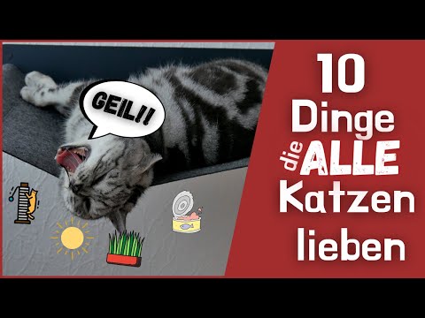 10 Dinge die wirklich ALLE Katzen lieben