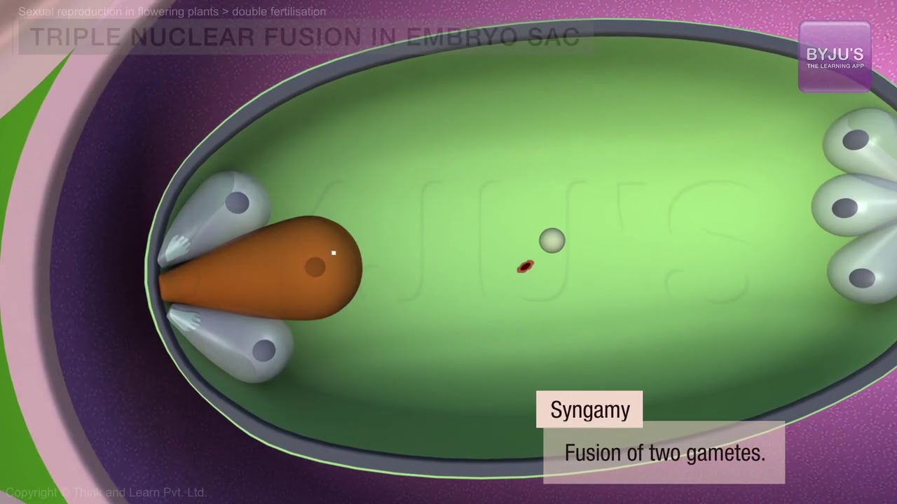 Sexual Reproduction in Flowering Plants Class 12: Double Fertilization | NEET Biology | NEET 2022