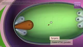 Sexual Reproduction in Flowering Plants Class 12: Double Fertilization | NEET Biology | NEET 2022