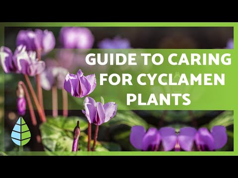 CYCLAMEN CARE 🌸 Irrigation, Light, Substrate, Compost and more!