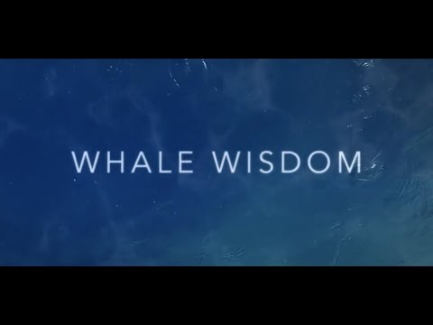 Whale Wisdom Trailer
