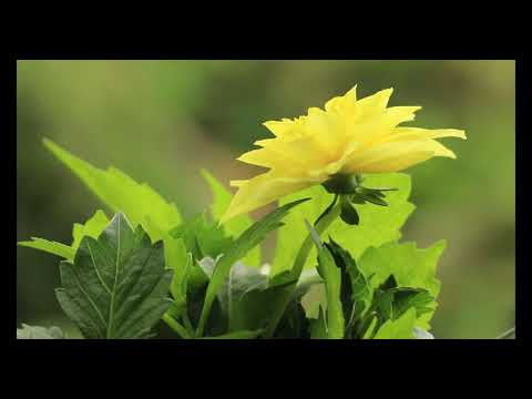 Compilacion 3 - DJ Sava feat.IOVA - Magical place (Dj Dark _ MD Dj Remix)