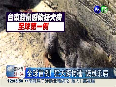 首例狂犬錢鼠! "遭咬"婦幸無傷口