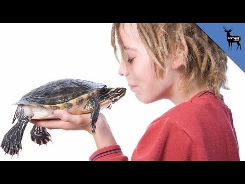 You Can Get Salmonella Infections from Reptiles