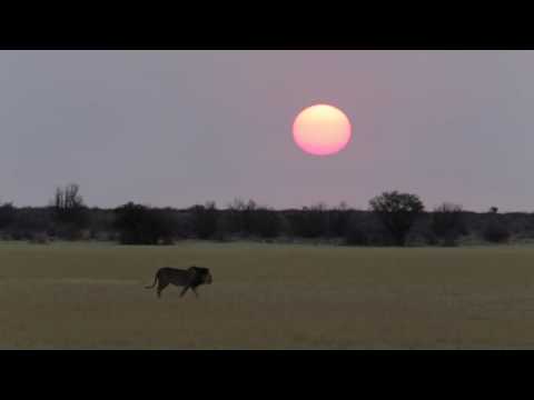 Roaring Kalahari Lion