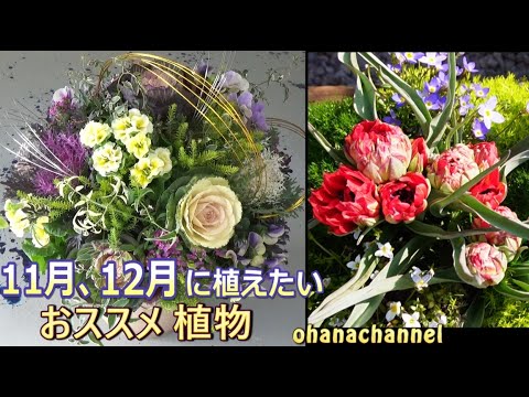 シクラメン ガーデン 冬の花 耐霜性 メンテナンスフリー 2023年11月に植える