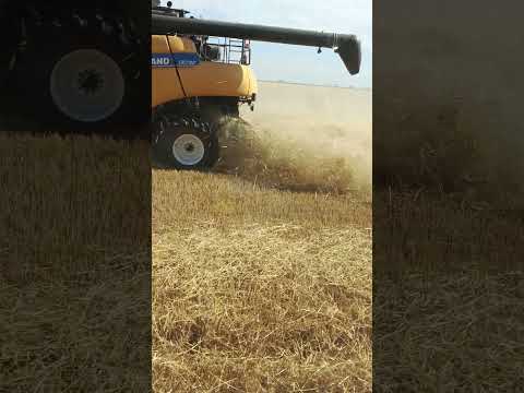 trigo , Las Petacas ( Sta Fe)