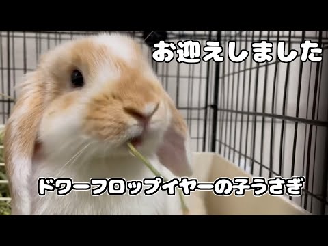 ミニロップラビット