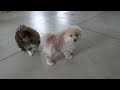 Pomeranian dogs for sale: Bentley - Video 1