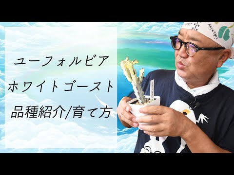 園芸 モールトウダイグサ、トウダイグサ、ホワイトトウダイグサ