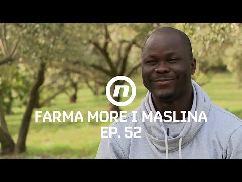 Prince i Dora kalkuliraju - Epizoda 52 | Farma More i Maslina