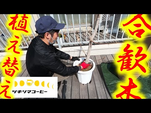 ネムノキ、眠っている木 植物