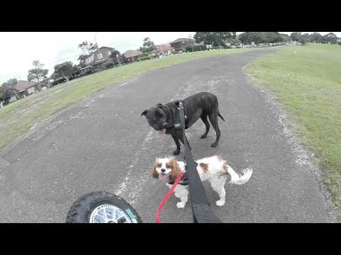 Sasha & Casper towing Mountainboard