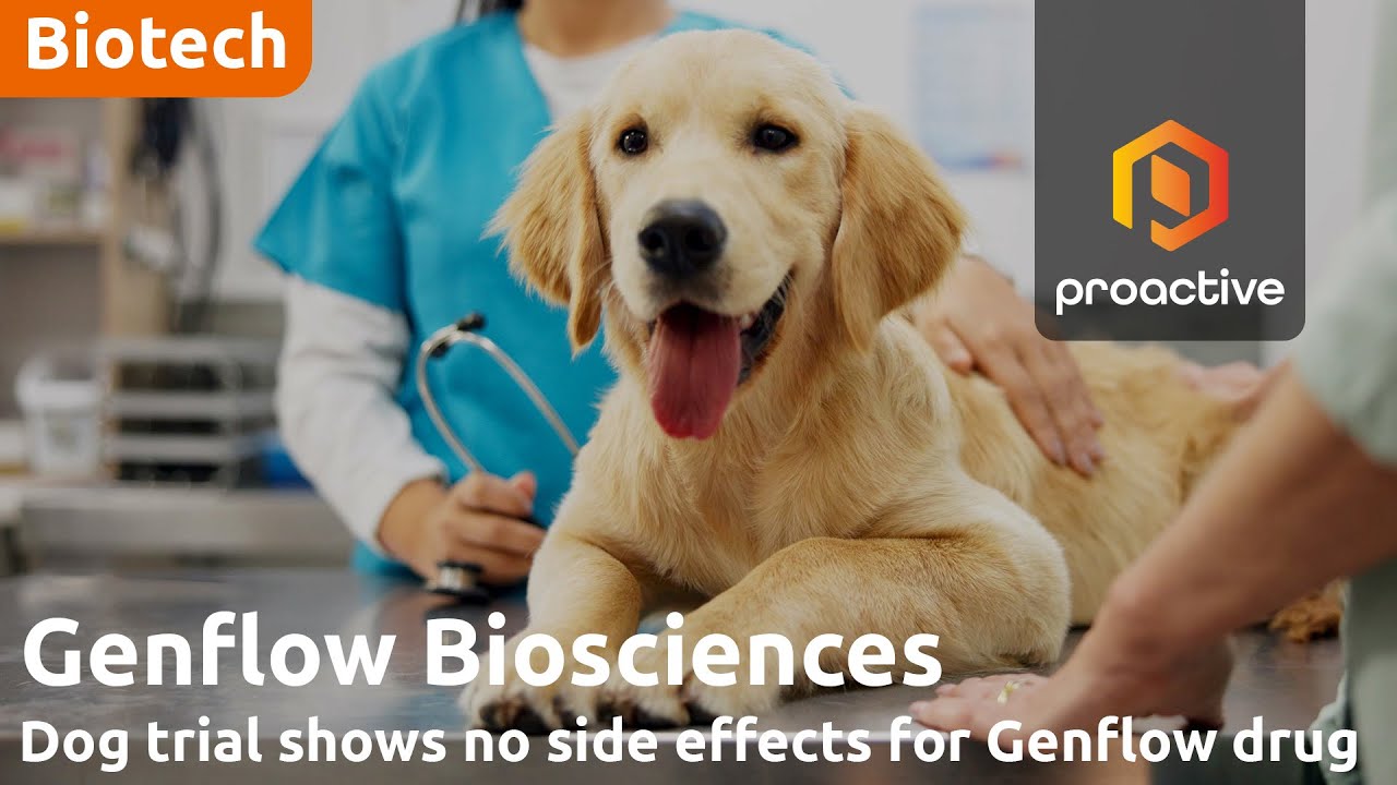Genflow Biosciences hits safety milestone in dog ageing trial