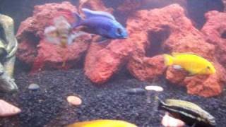 preview picture of video 'african cichlid mixed 150 gal lava rock paratilapia polleni frontosa blue dolphin'