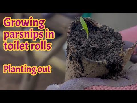 Growing parsnips in toilet (loo) rolls - Grow your own food - Allotment gardening UK.
