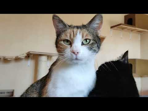 Cats clean each other