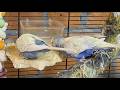 budgie parakeet sounds for lonely birds to make them happy