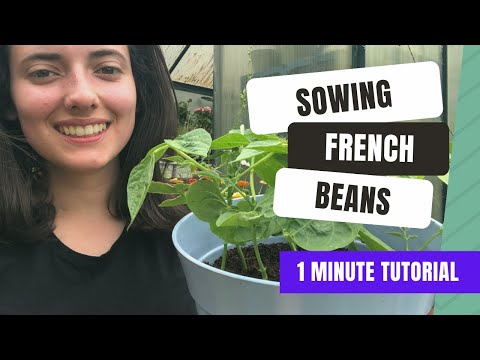 Growing Dwarf French Beans From Seed (1 Minute Tutorial)
