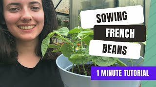 Growing Dwarf French Beans From Seed (1 Minute Tutorial)