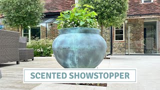 Patio Centrepiece: Scented Plants in a Statement Pot // Cottoverdi