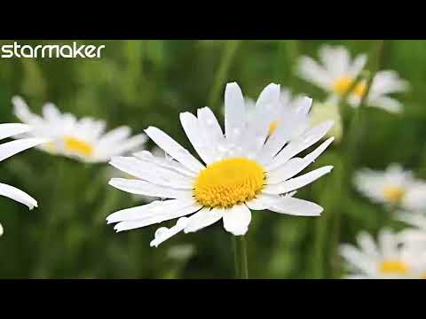 beautiful flower with beautiful music