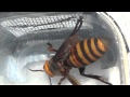 Asian Giant Hornet Queen
