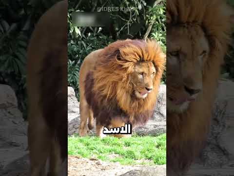 الأسد الحقيقي الذي يلقب بملك الغابة