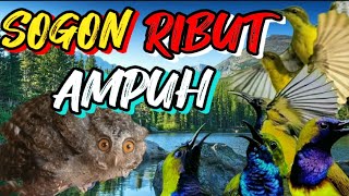 Download lagu SOGON RIBUT ampuh buat pikat burcil liar yang susah turun mp3