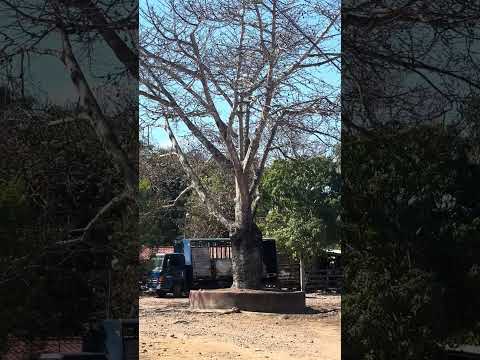 #guatemala #cosecha de #mango en Santa María Ixhuatán Santa Rosa