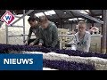 'Corso-virus' slaat toe in de Bollenstreek: 'Het is verslavend' - OMROEP WEST