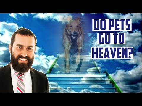 Do Animals Go to Heaven?