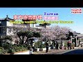Reisen Sie Nach Taiwan Tempelkirschblüte Yangmingshan Dongfang In Taipeh
