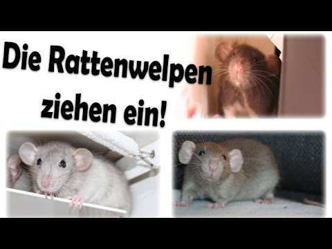 21 Neu Chinchilla Käfig Einrichtung Kaufen Grafiken 21 Neu Chinchilla Käfig Einrichtung Kaufen Grafiken