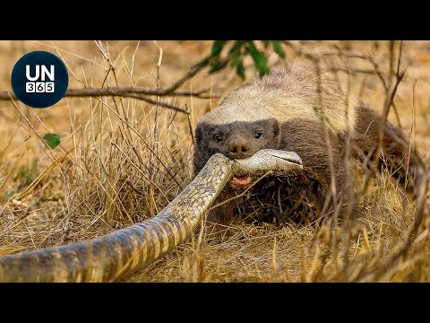 Craziest Honey Badger Fights Ever Caught On Camera | Animal Fights