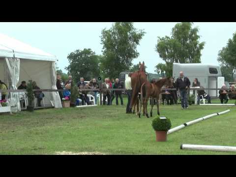 Sudweyher Fohlenschau 2013 - Kat.-Nr. 52