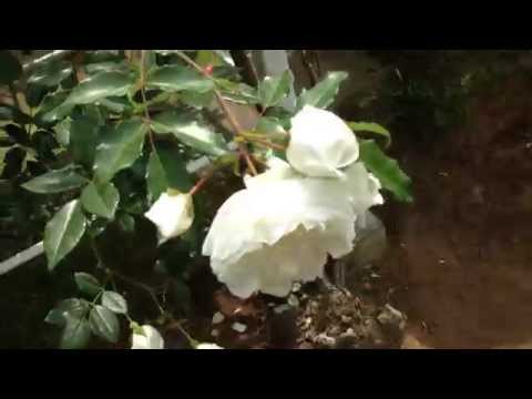 download lagu mp3 mp4 Alberic Barbier Rose, download lagu Alberic Barbier Rose gratis, unduh video klip Alberic Barbier Rose