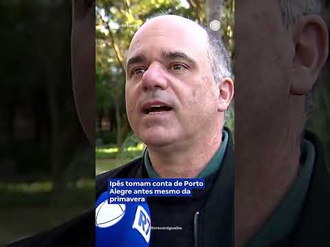 Ipês tomam conta de Porto Alegre antes mesmo da primavera#shorts