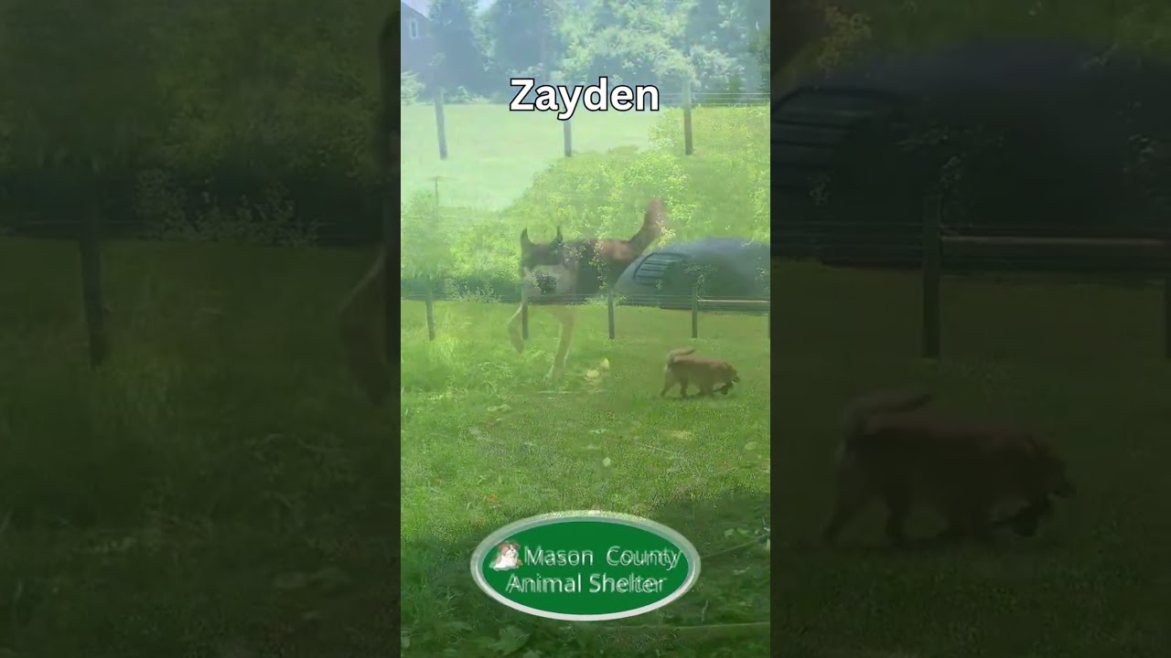 Enlarge Zayden, a ADOPTABLE mixed breed in Maysville, KY video 2/2