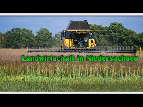 Raps Dreschen NewHolland CR 9.90 | LU Genz
