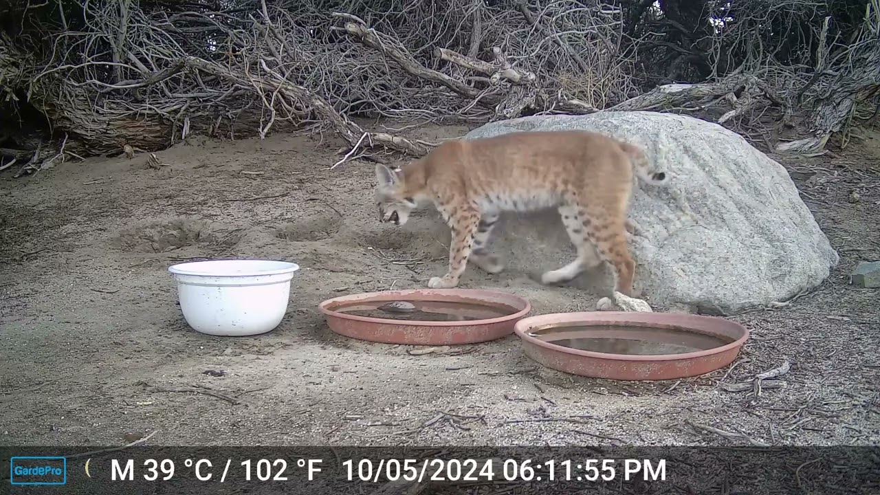 S2E32: Bobcat Behavior...a five minute video showing some interesting interactions between mom and kitten