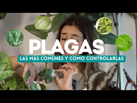 ¡Adiós a las Plagas! Cómo Detectarlas y Eliminarlas Naturalmente