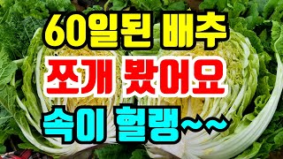 60일된 배추 쪼개봤어요 지금 가장 중요한 한가지 꼭 확인하세요