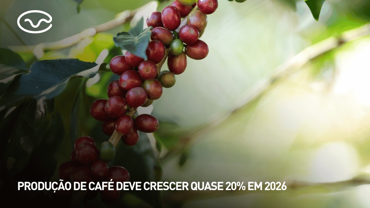 Produção de café deve crescer quase 20% em 2026