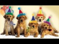 Cute Dogs Bark the "Happy Birthday" Song 