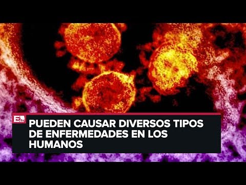 ¿Qué son los coronavirus?