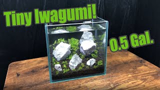 1/2 Gallon Iwagumi Cube (Need your advice!)